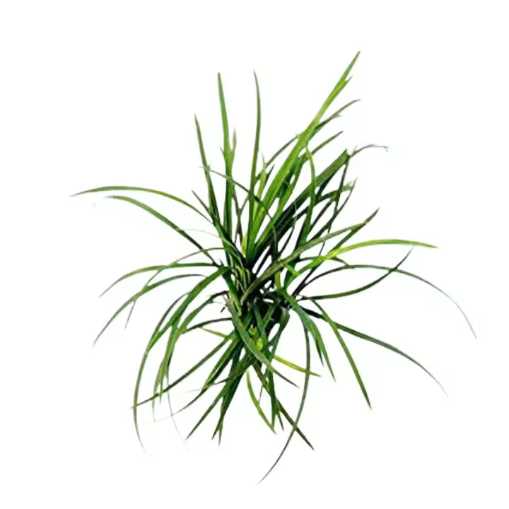 Hierba Mondo (5-8 pulgadas, raíz desnuda) Plantas de acuario vivos - 1