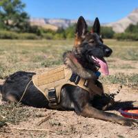 Collar grande, juego de arnés y correa para perros, chaleco para mascotas, arneses tácticos de pastor alemán para perros pequeños - details 2