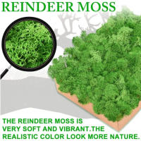 Plantas verdes artificiales de vida eterna, hierba de musgo, decoración de jardín de casa, Mini paisaje, flor falsa, regalos de manualidades DIY, 50g, nuevo - details 4