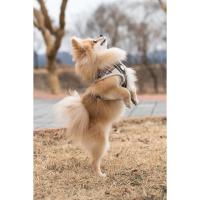 Arnés Puppia Junior A Beige XL - details 3