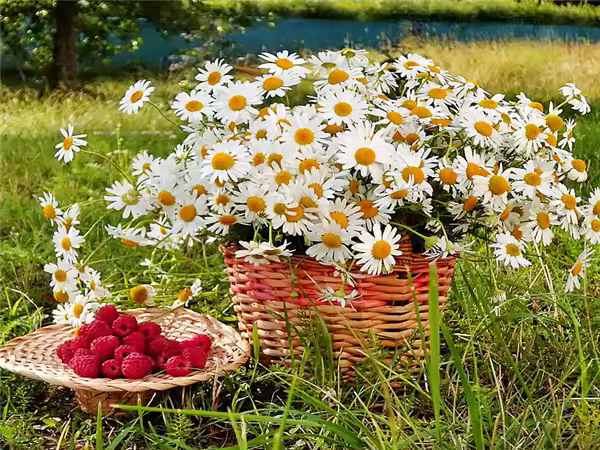 RUOPOTY-pintura personalizada por números para manualidades, imagen de dibujo de flores, regalo personalizado - 1