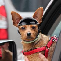 ATUBAN Small Pet Dog Helmet with Ear Hole Motorcycle Dog Helmet Multi-Sport Dog Hard Hat Outdoor Bike Doggy Cap for Dogs and Cat - details 6