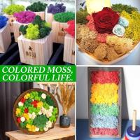 Plantas verdes artificiales de vida eterna, hierba de musgo, decoración de jardín de casa, Mini paisaje, flor falsa, regalos de manualidades DIY, 50g, nuevo - details 3