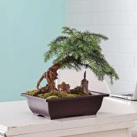 Plantas jugosas cuadradas, ovaladas, hexagonales, bonsái, pequeño éter de plástico en ETA, imitación cerámica morada, venta al por mayor - details 9