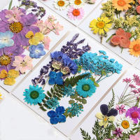 Flores secas, planta Natural Real, flor prensada para relleno de resina epoxi, manualidades para decoración de uñas, artesanía para hacer joyas - details 0