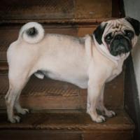 Ayuda al perro a subir las escaleras.