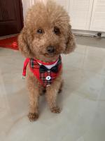 Collares para perros con lazo elegante, corbata, cuerda de tracción, arnés navideño para mascotas para perros pequeños y medianos, correa para el pecho para gatos, accesorios para perros, regalos - details 28