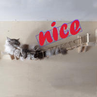 Puente montado en la pared para gatos, casa de árbol para mascotas, hamaca de Sisal, escalera de paso, rascador poste, marco de escalada, muebles, juguete para gatos - details 9