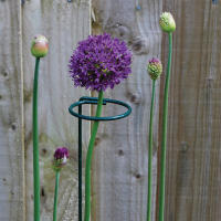 Soporte de anillo de soporte de pila de patio trasero de vástago único para el hogar largo, Estaca de soporte de plantas, herramienta de jardín - details 6