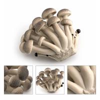 Figuras de hongos modelo vegetal Matsutake Oyste paisaje miniaturas simulación hongo planta Artificial modelo de hongo - details 7