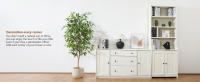 Ficus