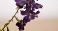 Jasmine