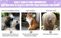 Peine con aguja para mascotas, peine para perros, combinador de pelo, peine para perros, herramienta divina para gatos, peine flotante para depilación, peine especial para pelo de gato - details 3