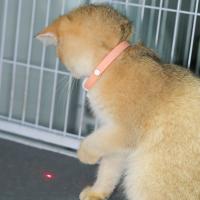 Aliviar la ansiedad Collar de provocación de gatos con láser inteligente Collar de provocación de gatos eléctrico interactivo LED infrarrojo libera las manos - details 1