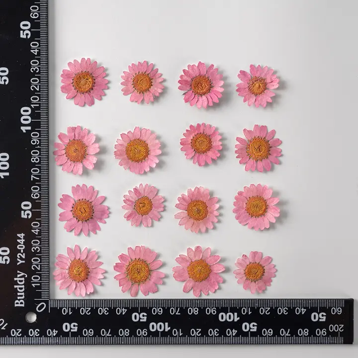 Juego de 12 Uds. De flores secas naturales de 2,5-4cm para rellenos de funda de teléfono DIY, flor de crisantemo de cristal prensado, decoraciones artísticas para uñas - 1