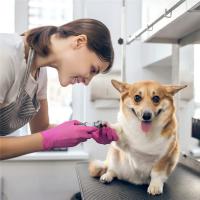 Cortauñas de Mascotas de Acero Inoxidable Herramienta de Aseo para Perros y Gatos Pequeños a Medianos Tijeras de Uñas de Pie - details 4