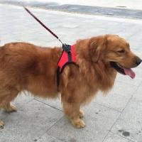 Arnés suave perro, correa ustable el pecho la mano, Collar de chaleco grande para perros pequeños, medianos y grandes - details 23