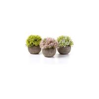 Plantas Artificiales Plásticas Flor Decorativa en Maceta Lleno de Color para Oficina en Casa Paquete de 6 - details 14