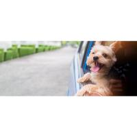 Transportin Gatos Perros con Ruedas