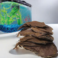 Hojas de olivo naturales de 50 piezas, mejora la calidad del agua y la estabilización, adecuadas para decoraciones de acuario - details 6