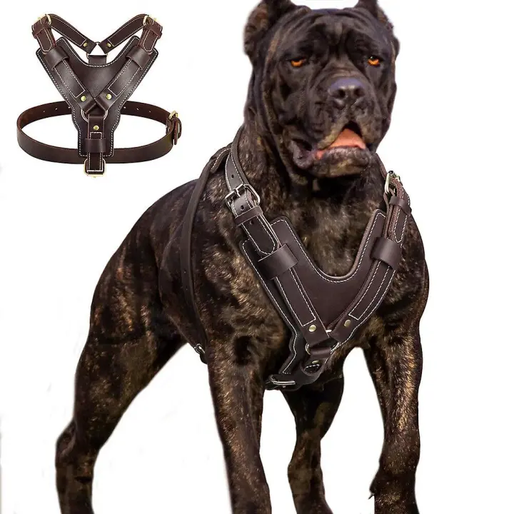 Arnés de cuero para perros grandes, chaleco de entrenamiento ajustable, Pitbull Rottweiler Boxer - 1
