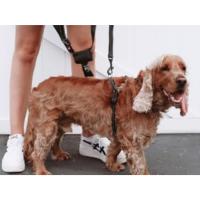 arnés para perros que no tira