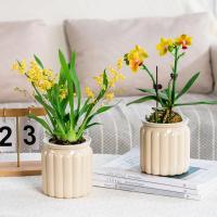 Maceta de plantas hidropónicas de autorriego, Mini maceta suculenta extraíble de plástico, florero de mesa, decoración de bonsái de oficina, nuevo - details 6