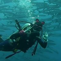 Gorros de Buceo para Hombres Cálidos, Elásticos, con Orejas de Gato Equipo de Natación Multiusos para Surf y Snorkel - details 2