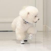 4 Uds. Preciosos zapatos de lona resistentes al desgaste para perros, botas vaqueras antideslizantes a la moda para mascotas, calzado transpirable, zapatillas deportivas para cachorros al aire libre - details 2