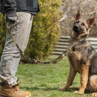 Perro táctico militar duradero, conjunto correa elástica, Collar entrenamiento caminar de nailon para mascotas, Perros medianos - details 18