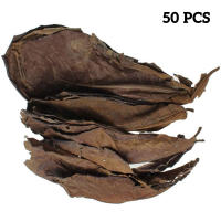 Hojas de olivo naturales de 50 piezas, mejora la calidad del agua y la estabilización, adecuadas para decoraciones de acuario - details 2