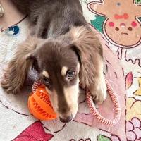 Pelotas Interactivas para Perros Cuerda Resistente a Mordeduras, Limpieza Dental, Juguetes Duraderos para Perros Pequeños y Medianos - details 5