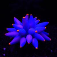 Coral Artificial de burbuja Fluorescent para acuario - details 0