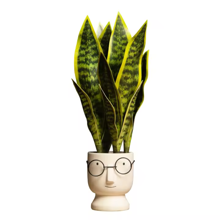 Plantas suculentas artificiales, Sansevieria falsa, piel de tigre de interior, planta de serpiente de imitación Tropical, oficina, Hotel, balcón, decoración del hogar, 32/37cm - 1