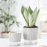Recipiente de agua transparente con plantas verdes, jardín jugoso ETA, decoración de bonsái para el hogar - details 0
