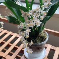 Macetas de orquídeas de plástico transparente para flores, lavabo transpirable, macetas de orquídeas, Control de raíces, maceta de escritorio transparente - details 9