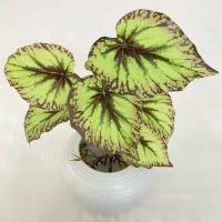 Boda falsa glicina plantas simuladas impresas en 3D, espalda de tortuga de plástico, hojas de manzana verde de bambú, decoración del hogar - details 8