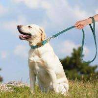 correa ustables cuero PU perro, Collar duradero cuerda de plomo mascotas, suave para perros pequeños, medianos y randes, - details 22