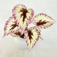 Boda falsa glicina plantas simuladas impresas en 3D, espalda de tortuga de plástico, hojas de manzana verde de bambú, decoración del hogar - details 10