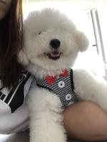 Collares para perros con lazo elegante, corbata, cuerda de tracción, arnés navideño para mascotas para perros pequeños y medianos, correa para el pecho para gatos, accesorios para perros, regalos - details 33