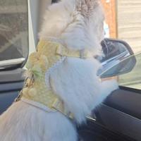 Arnés tipo chaleco para mascotas transpirable a la moda, correa ajustable para el pecho para perros a prueba de Escape, juego de correa ligera para mascotas de uso diario - details 9