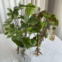 Boda falsa glicina plantas simuladas impresas en 3D, espalda de tortuga de plástico, hojas de manzana verde de bambú, decoración del hogar - details 3