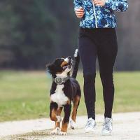 Collar automático antiladridos para perros, collares a prueba de ladridos, tapón de ladridos con pantalla digital, collar de entrenamiento recargable por USB para perros - details 1
