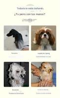 Champú y cepillo para mascotas, goma para mascarillas, silicona con Champú y almacenamiento para la herramienta de cuidado - details 6