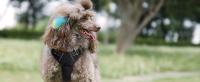 arnes perro