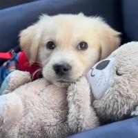 Animales de peluche suaves para mascotas, juguetes calmantes, animales vocales interactivos, música relajante, disipa la ansiedad - details 3