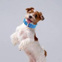 Collar de Nylon Duradero para Perros Correa Larga con Anillo de Tracción - details 6