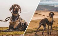 Correa para perros grandes, chaleco de entrenamiento para caminar, arnés y collar para perros de todas las razas, pastor alemán Malinois - details 15