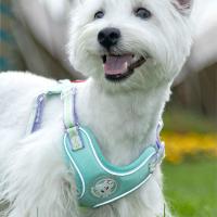 Cinturón de tracción para mascotas, chaleco con arnés para el pecho transpirable, correa reflectante ajustable para mascotas, correa antiescape para gatos, suministros para mascotas - details 2