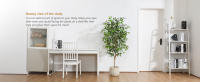 Ficus